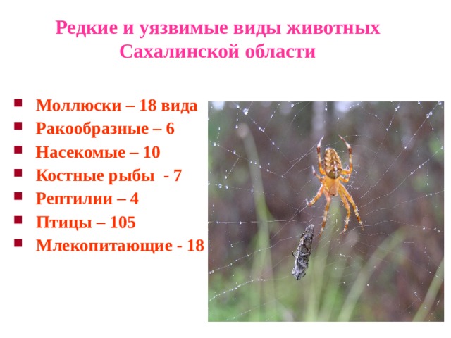 Редкие и уязвимые виды животных Сахалинской области Моллюски – 18  вида Ракообразные – 6 Насекомые – 10 Костные рыбы - 7  Рептилии – 4  Птицы – 105 Млекопитающие - 1 8 
