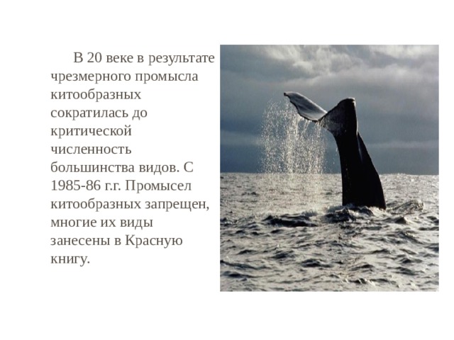   В 20 веке в результате чрезмерного промысла китообразных сократилась до критической численность большинства видов. С 1985-86 г.г. Промысел китообразных запрещен, многие их виды занесены в Красную книгу. 