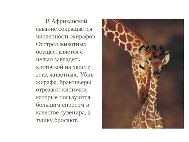 Животные саванны доклад 1 класс окружающий мир. Животные саванны Жираф. Сообщение про животное из саванны. Доклад о животном саванны. Сообщение о жирафах в Африке.