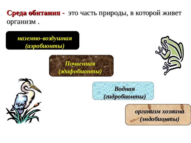 Среда обитания дзен. Среда обитания эдафобионтов. Гидробионты аэробионты Эдафобионты. Гидробионты аэробионты Эдафобионты эндобионты примеры. Эндобионты среда обитания.