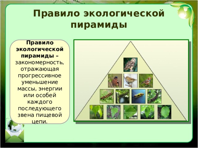Правило экологической пирамиды Правило экологической пирамиды – закономерность, отражающая прогрессивное уменьшение массы, энергии или особей каждого последующего звена пищевой цепи. 