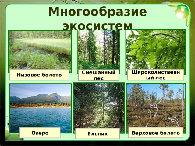 Многообразие экосистем Низовое болото Широколиственный лес Смешанный лес Верховое болото Озеро Ельник 