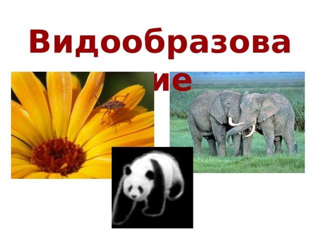 Видообразование. Микроэволюция, макроэволюция