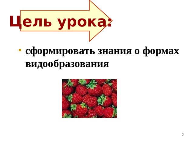 Цель урока: сформировать знания о формах видообразования  