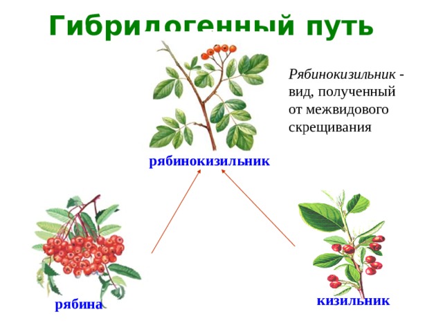 Гибридогенный путь Рябинокизильник - вид, полученный от межвидового скрещивания рябинокизильник кизильник рябина 