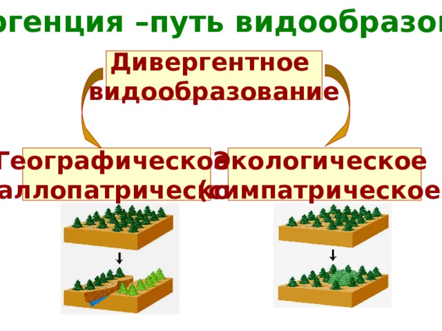 Какой способ протекания симпатрического видообразования представлен на схеме