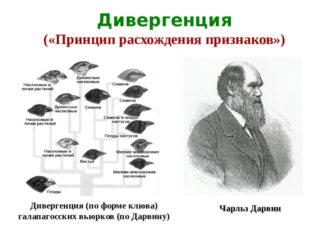 На рисунке представлена схема видообразования по ч дарвину какой эволюционный процесс