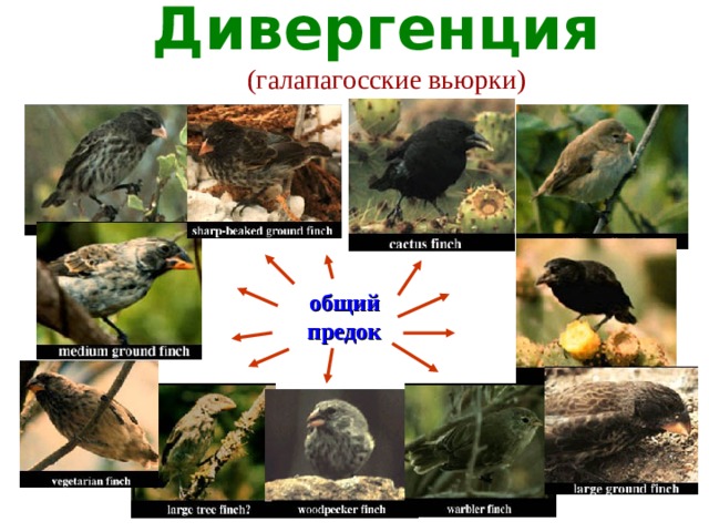 Дивергенция  (галапагосские вьюрки) общий предок 