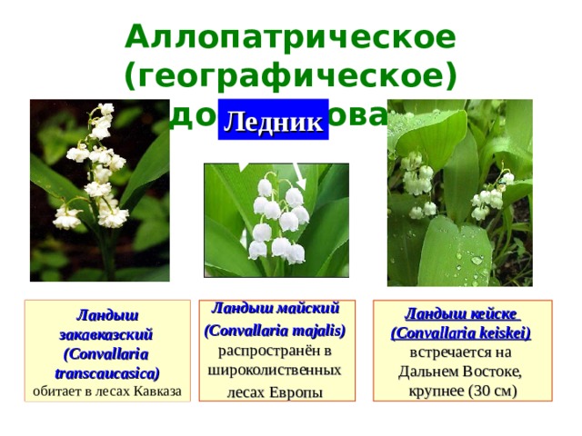 Аллопатрическое (географическое) видообразование Ледник Ландыш закавказский (Convallaria transcaucasica)  Ландыш майский (Convallaria majalis)   Ландыш кейске (Convallaria keiskei)  обитает в лесах Кавказа распространён в широколиственных лесах Европы  встречается на Дальнем Востоке, крупнее (30 см)  