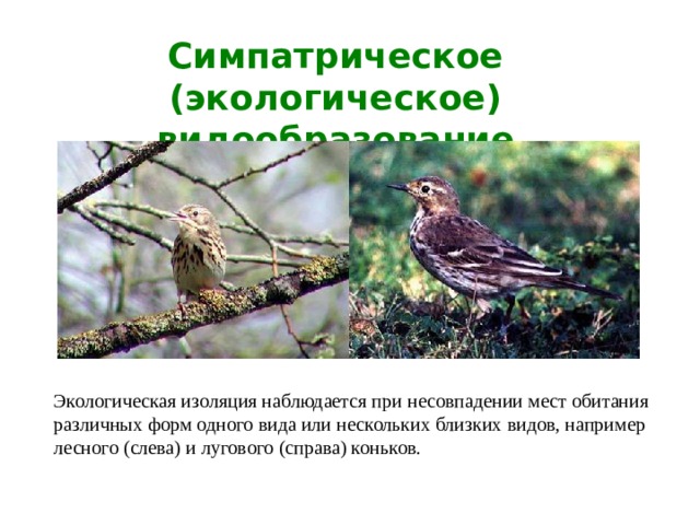 Симпатрическое (экологическое) видообразование Экологическая изоляция наблюдается при несовпадении мест обитания различных форм одного вида или нескольких близких видов, например лесного (слева) и лугового (справа) коньков. 