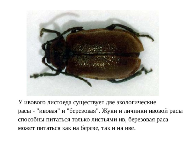 У ивового листоеда существует две экологические расы - 