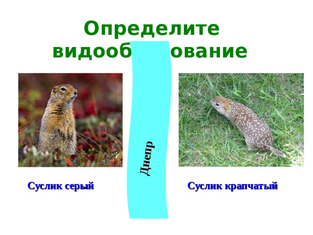 Днепр Определите видообразование  Суслик крапчатый  Суслик серый 