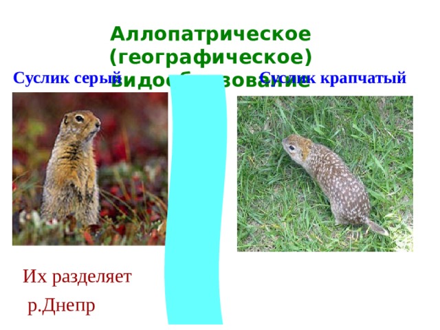 Аллопатрическое (географическое) видообразование Суслик серый  Суслик крапчатый  Их разделяет  р.Днепр 