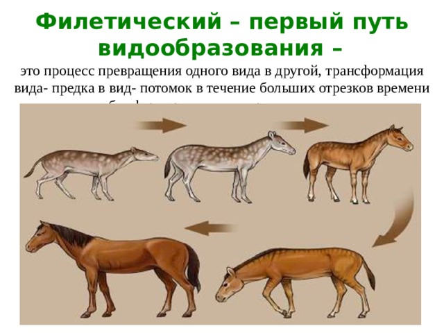 Филетический – первый путь видообразования –  это процесс превращения одного вида в другой, трансформация вида- предка в вид- потомок в течение больших отрезков времени без формирования дочерних видов.  