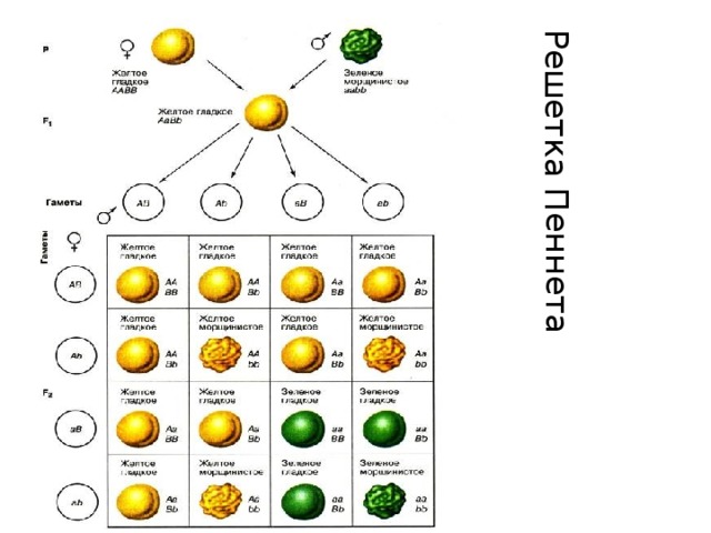 Решетка пеннета. Решетка Пеннета дигибридное скрещивание. Решетка Пеннета для дигибридного скрещивания. Решётка Пеннета для дигибридного. Решетка Пеннета биология.