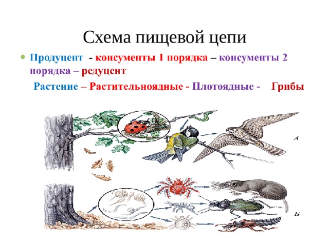 Пищевая цепь изображенная на схеме не содержит паразитов и редуцентов и отражает