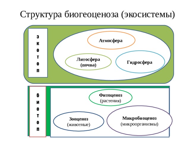 Составить схему биогеоценоза