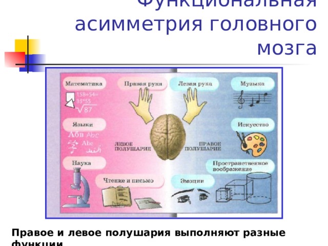 Функциональная асимметрия головного мозга Правое и левое полушария выполняют разные функции 