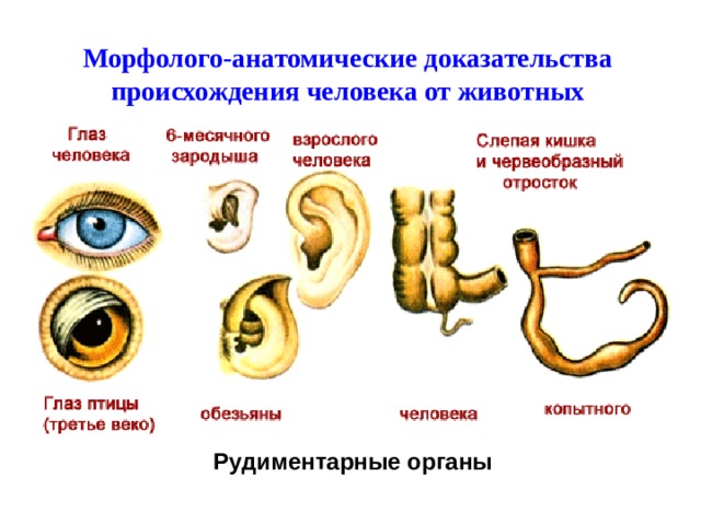 Морфолого-анатомические доказательства происхождения человека от животных Рудиментарные органы 