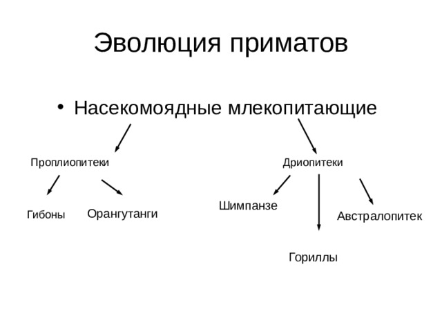 Эволюция приматов Насекомоядные млекопитающие Дриопитеки Проплиопитеки Шимпанзе Орангутанги Гибоны Австралопитек Гориллы 