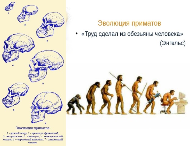 Антропогенез ру эволюция человека схема