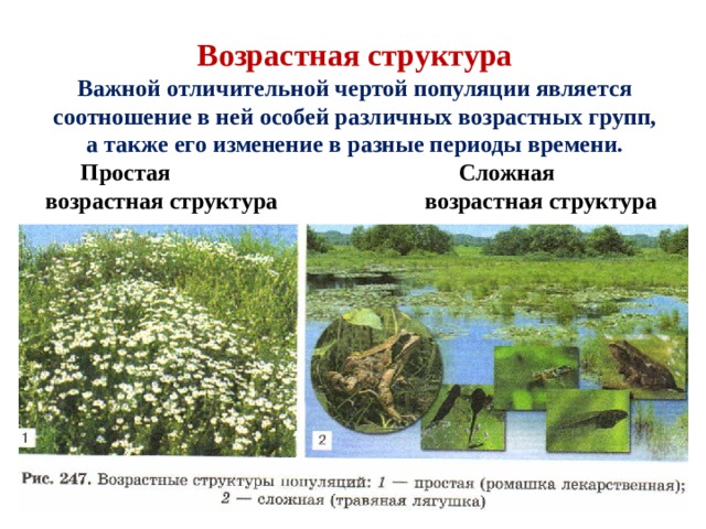 Возрастная структура Важной отличительной чертой популяции является соотношение в ней особей различных возрастных групп, а также его изменение в разные периоды времени.  Простая Сложная возрастная структура возрастная структура     