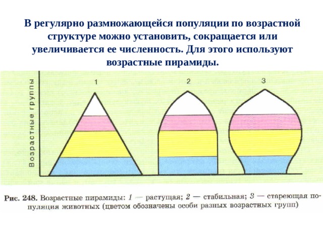 В регулярно размножающейся популяции по возрастной структуре можно установить, сокращается или увеличивается ее численность. Для этого используют возрастные пирамиды. 