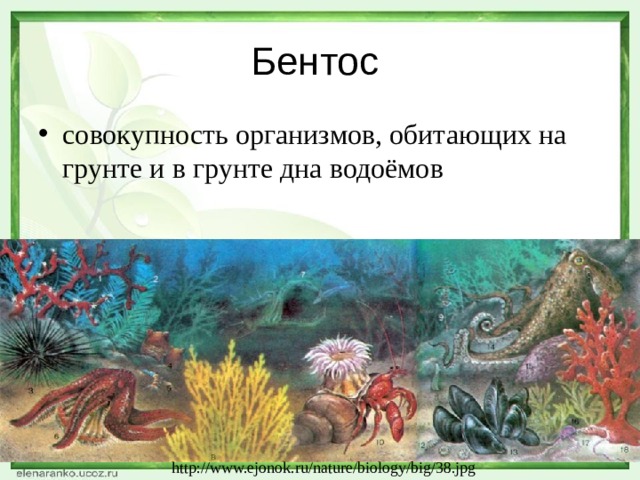 Бентос совокупность организмов, обитающих на грунте и в грунте дна водоёмов http://www.ejonok.ru/nature/biology/big/38.jpg 