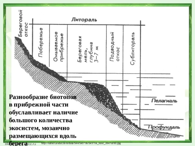 Разнообразие биотопов в прибрежной части обуславливает наличие большого количества экосистем, мозаично размещающихся вдоль берега http://rudocs.exdat.com/data/544/543716/543716_html_2047cdb3.jpg 