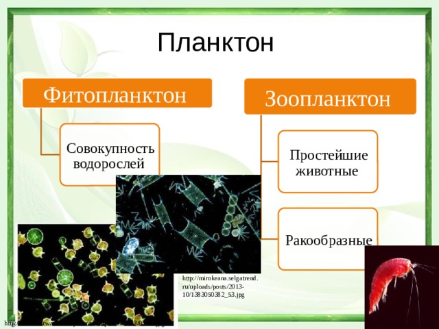 Планктон Зоопланктон Фитопланктон Совокупность водорослей Простейшие животные Ракообразные http://mirokeana.selgatrend.ru/uploads/posts/2013-10/1383050382_53.jpg http://lifeunderwater.ru/wp-content/uploads/2012/01/15.jpg 