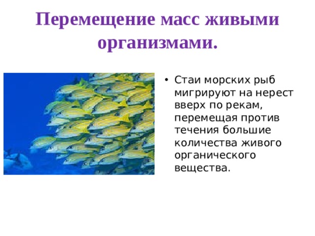 Перемещение масс живыми организмами. Стаи морских рыб мигрируют на нерест вверх по рекам, перемещая против течения большие количества живого органического вещества. 