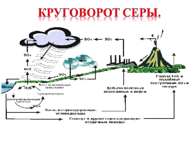 Средообразующая деятельность организмов 9 класс схема