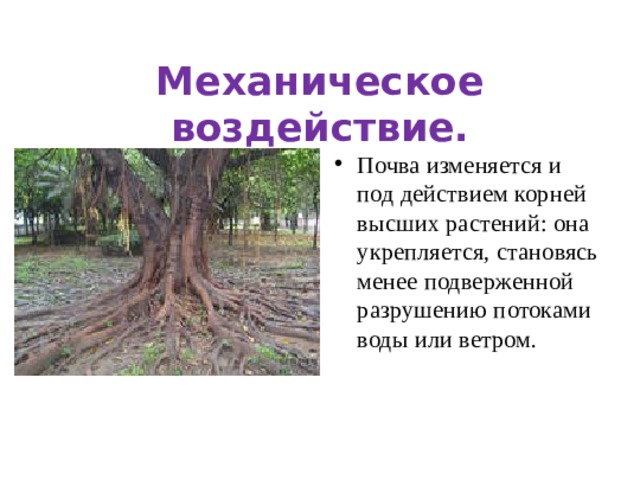 Механическое воздействие. Почва изменяется и под действием корней высших растений: она укрепляется, становясь менее подверженной разрушению потоками воды или ветром.  