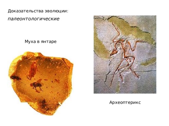 Доказательства эволюции: палеонтологические Муха в янтаре Археоптерикс  