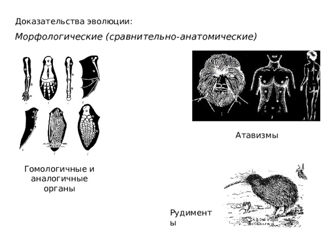 Доказательства эволюции: Морфологические (сравнительно-анатомические) Атавизмы Гомологичные и аналогичные органы Рудименты  