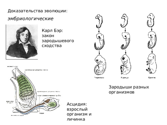 Доказательства эволюции: эмбриологические Карл Бэр: закон зародышевого сходства Зародыши разных организмов Асцидия: взрослый организм и личинка  
