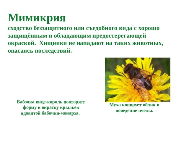 Пчела предупреждающая окраска