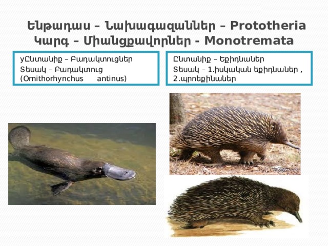  Ենթադաս – Նախագազաններ – Prototheria  Կարգ – Միանցքավորներ - Monotremata yԸնտանիք – Բադակտուցներ Ընտանիք – Եքիդնաներ Տեսակ – Բադակտուց (Ornithorhynchus antinus) Տեսակ – 1.իսկական եքիդնաներ , 2.պրոեքինաներ 