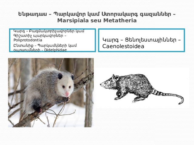 Ենթադաս – Պարկավոր կամ Ստորակարգ գազաններ – Marsipiala seu Metatheria Կարգ – Բազմակտրիչավորներ կամ Գիշատիչ պարկավորներ – Poliprotodontia Ընտանիք – Պարկամկների կամ օպոսումների - Didelphidae Կարգ – Ցենոլեստայիններ – Caenolestoidea 