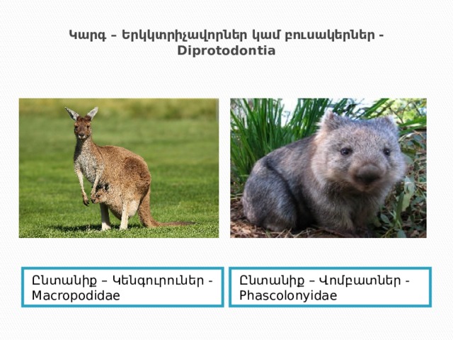 Կարգ – Երկկտրիչավորներ կամ բուսակերներ - Diprotodontia Ընտանիք – Կենգուրուներ - Macropodidae Ընտանիք – Վոմբատներ - Phascolonyidae 