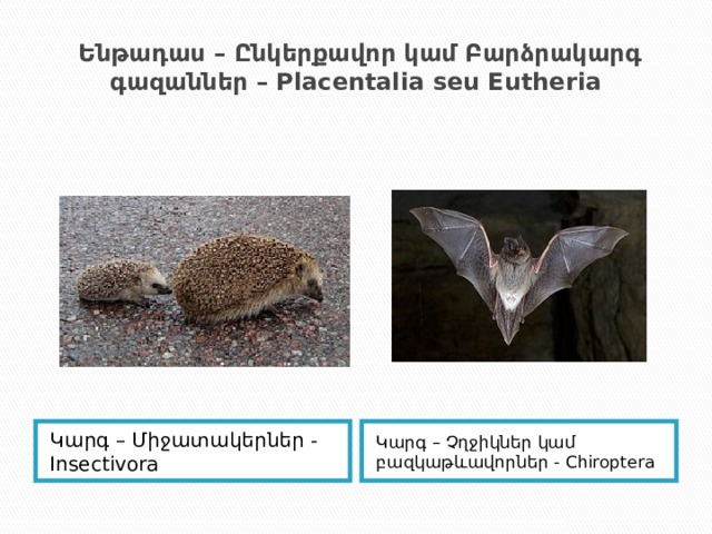  Ենթադաս – Ընկերքավոր կամ Բարձրակարգ գազաններ – Placentalia seu Eutheria Կարգ – Միջատակերներ - Insectivora Կարգ – Չղջիկներ կամ բազկաթևավորներ - Chiroptera 