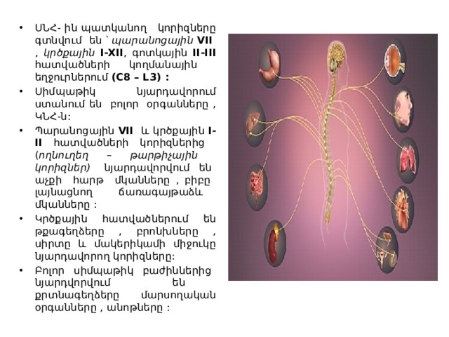 ՍՆՀ- ին պատկանող կորիզները գտնվում են ՝ պարանոցային  VII , կրծքային I-XII ,  գոտկային  II-III հատվածների կողմանային եղջուրներում (C8 – L3) : Սիմպաթիկ նյարդավորում ստանում են բոլոր օրգանները , ԿՆՀ-ն: Պարանոցային VII և կրծքային I-II հատվածների կորիզներից ( ողնուղեղ – թարթիչային կորիզներ) նյարդավորվում են աչքի հարթ մկանները , բիբը լայնացնող ճառագայթաձև մկանները : Կրծքային հատվածներում են թքագեղձերը , բրոնխները , սիրտը և մակերիկամի միջուկը նյարդավորող կորիզները: Բոլոր սիմպաթիկ բաժիններից նյարդվորվում են քրտնագեղձերը մարսողական օրգանները , անոթները : 