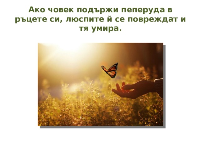 Ако човек подържи пеперуда в ръцете си, люспите й се повреждат и тя умира. 