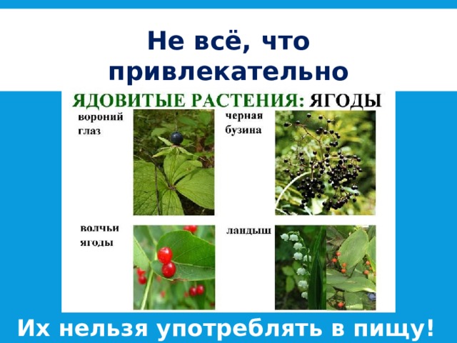 Не всё, что привлекательно является съедобным! Их нельзя употреблять в пищу! 