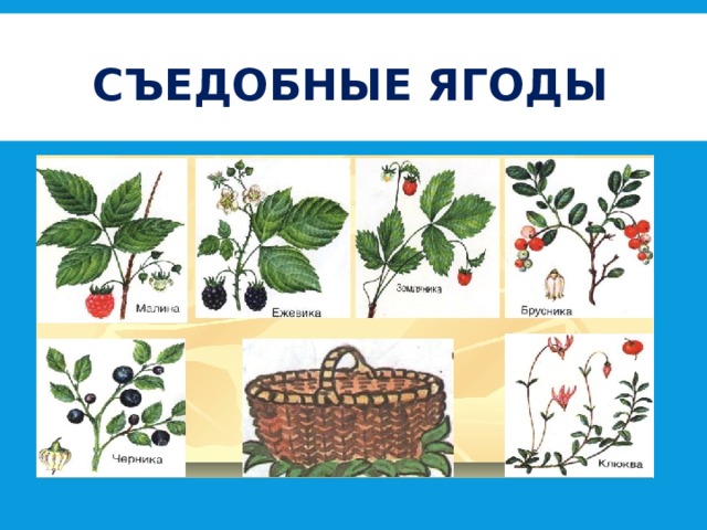 Съедобные ягоды 