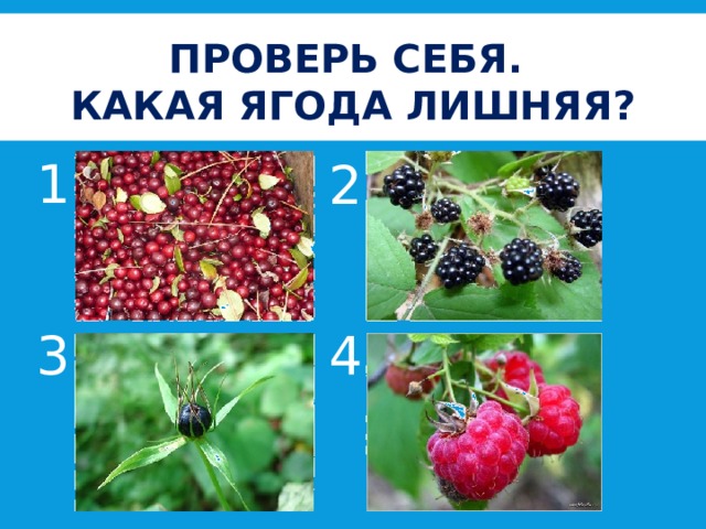 Проверь себя.  Какая ягода лишняя? 1 2 3 4 