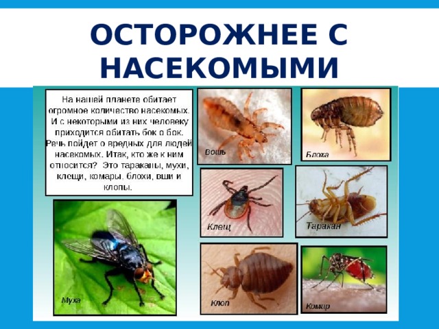 Осторожнее с насекомыми 