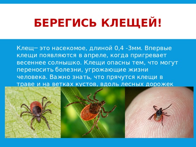 Клещи презентация для детей