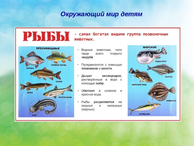 Тест по окружающему миру разнообразие животных