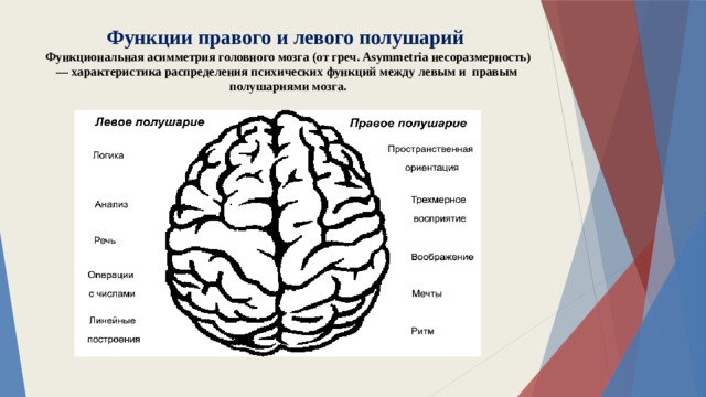 Какие функции выполняет полушария мозга. Функции правого полушария головного мозга. Межполушарная асимметрия мозга таблица. Функциональная межполушарная асимметрия головного мозга это. Функции левого и правого полушария головного мозга.